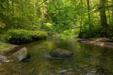 Yaz ormanlarında akan küçük, güzel bir nehir. Letonya, Kuzey Avrupa 'daki doğal orman manzarası.