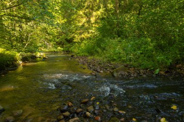 Yaz ormanlarında akan küçük, güzel bir nehir. Letonya, Kuzey Avrupa 'daki doğal orman manzarası.