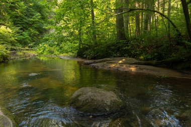 Yaz ormanlarında akan küçük, güzel bir nehir. Letonya, Kuzey Avrupa 'daki doğal orman manzarası.