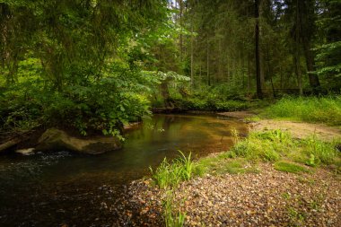 Yaz ormanlarında akan küçük, güzel bir nehir. Letonya, Kuzey Avrupa 'daki doğal orman manzarası.