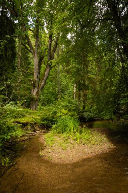 Yaz ormanlarında akan küçük, güzel bir nehir. Letonya, Kuzey Avrupa 'daki doğal orman manzarası.