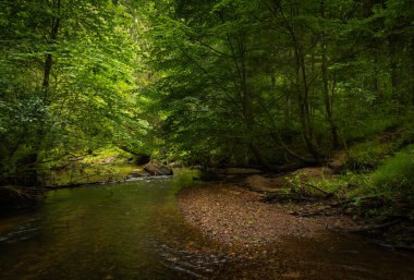 Yaz ormanlarında akan küçük, güzel bir nehir. Letonya, Kuzey Avrupa 'daki doğal orman manzarası.