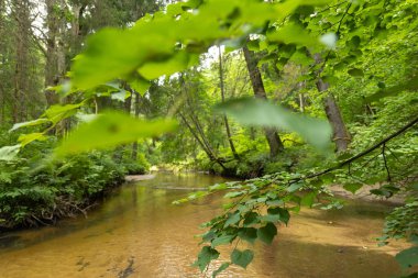Yaz ormanlarında akan küçük, güzel bir nehir. Letonya, Kuzey Avrupa 'daki doğal orman manzarası.