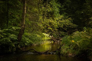 Yaz ormanlarında akan küçük, güzel bir nehir. Letonya, Kuzey Avrupa 'daki doğal orman manzarası.
