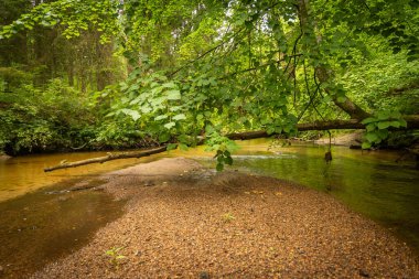 Yaz ormanlarında akan küçük, güzel bir nehir. Letonya, Kuzey Avrupa 'daki doğal orman manzarası.
