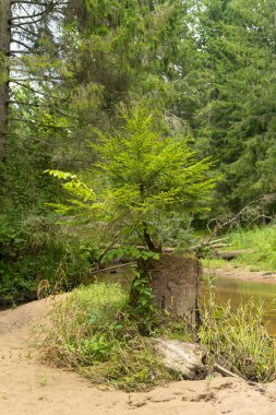 Yaz ormanlarında akan küçük, güzel bir nehir. Letonya, Kuzey Avrupa 'daki doğal orman manzarası.