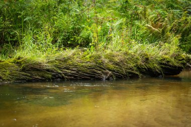 Yaz ormanlarında akan küçük, güzel bir nehir. Letonya, Kuzey Avrupa 'daki doğal orman manzarası.