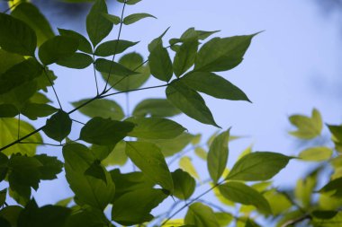 Güneşli ormanda güzel yeşil dişbudak ağacı yaprakları. Letonya 'daki doğal orman manzarası.