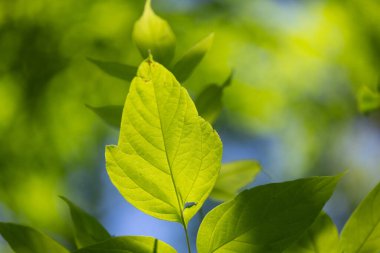 Güneşli ormanda güzel yeşil dişbudak ağacı yaprakları. Letonya 'daki doğal orman manzarası.