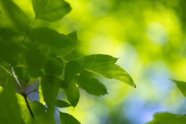Güneşli ormanda güzel yeşil dişbudak ağacı yaprakları. Letonya 'daki doğal orman manzarası.