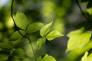 Güneşli ormanda güzel yeşil dişbudak ağacı yaprakları. Letonya 'daki doğal orman manzarası.