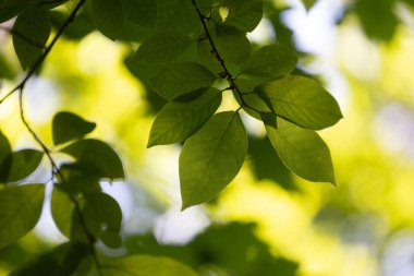 Güneşli ormanda parlak yeşil kiraz yaprakları. Letonya 'daki doğal orman manzarası.