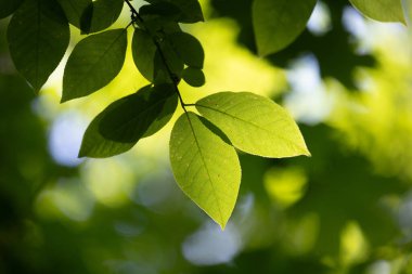 Güneşli ormanda parlak yeşil kiraz yaprakları. Letonya 'daki doğal orman manzarası.