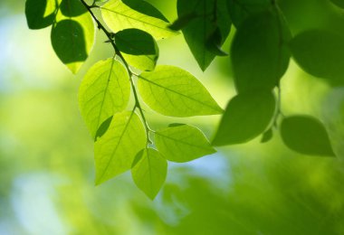 Güneşli ormanda parlak yeşil kiraz yaprakları. Letonya 'daki doğal orman manzarası.