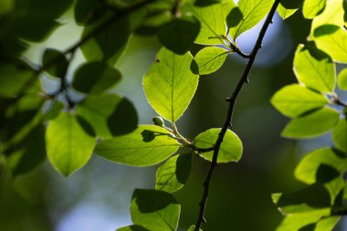 Güneşli ormanda parlak yeşil kiraz yaprakları. Letonya 'daki doğal orman manzarası.