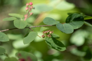 Beautiful green and pink berries of alder buckthorn in sunny summer forest. Natural woodlands scenery of Latvia, Northern Europe. clipart