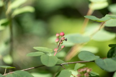 Güneşli yaz ormanlarında güzel yeşil ve pembe kızılgerdan üzümleri. Letonya 'nın doğal orman manzarası, Kuzey Avrupa.