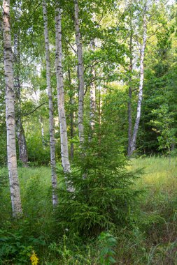 Ormanın güzel yaz manzarası. Letonya, Kuzey Avrupa 'daki doğal orman manzarası.