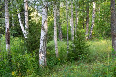 Ormanın güzel yaz manzarası. Letonya, Kuzey Avrupa 'daki doğal orman manzarası.