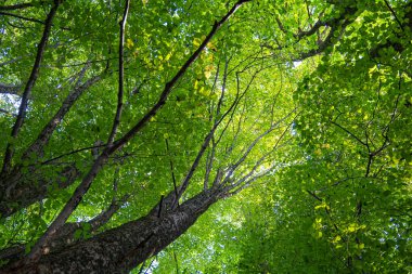 Altında yeşil yapraklar olan büyük ıhlamur ağaçları. Letonya 'nın doğal yaz manzarası.