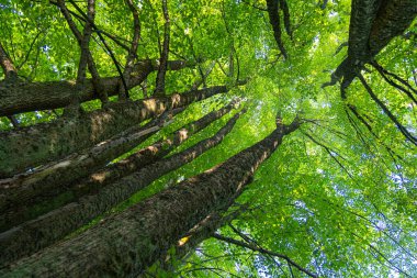Altında yeşil yapraklar olan büyük ıhlamur ağaçları. Letonya 'nın doğal yaz manzarası.