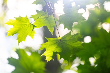Yaz ormanında parlak yeşil akçaağaç yaprakları. Letonya kırsalının doğal manzarası.