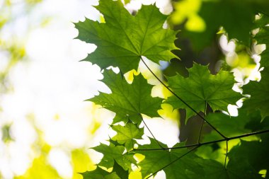 Yaz ormanında parlak yeşil akçaağaç yaprakları. Letonya kırsalının doğal manzarası.