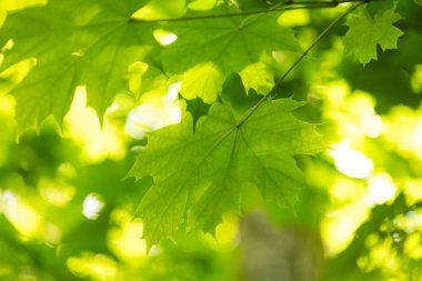Yaz ormanında parlak yeşil akçaağaç yaprakları. Letonya kırsalının doğal manzarası.