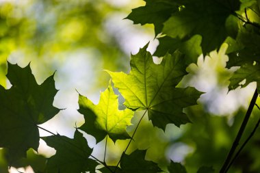 Yaz ormanında parlak yeşil akçaağaç yaprakları. Letonya kırsalının doğal manzarası.