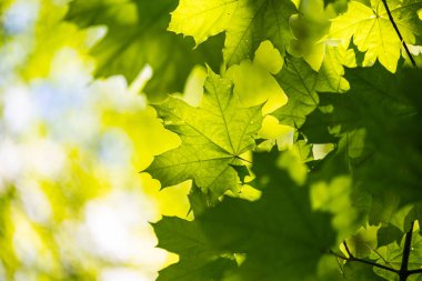 Yaz ormanında parlak yeşil akçaağaç yaprakları. Letonya kırsalının doğal manzarası.