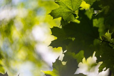 Yaz ormanında parlak yeşil akçaağaç yaprakları. Letonya kırsalının doğal manzarası.