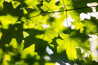 Yaz ormanında parlak yeşil akçaağaç yaprakları. Letonya kırsalının doğal manzarası.