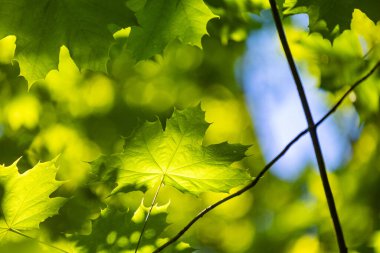 Yaz ormanında parlak yeşil akçaağaç yaprakları. Letonya kırsalının doğal manzarası.