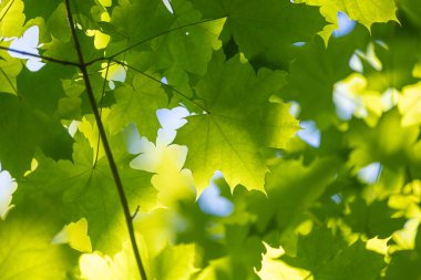 Yaz ormanında parlak yeşil akçaağaç yaprakları. Letonya kırsalının doğal manzarası.