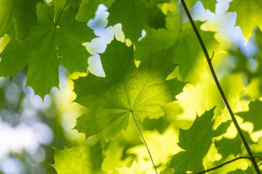 Yaz ormanında parlak yeşil akçaağaç yaprakları. Letonya kırsalının doğal manzarası.