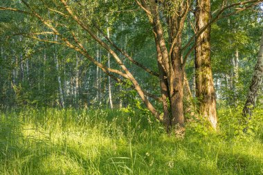 Yaz günü çimenli küçük bir orman çayırı. Letonya kırsalının doğal manzarası.