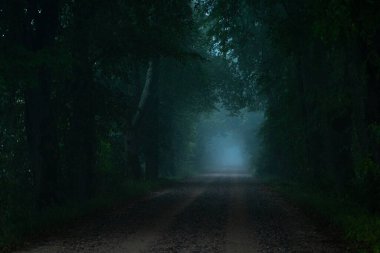 Ormanın ortasında güzel sisli bir açıklık. Letonya, Kuzey Avrupa 'daki doğal orman manzarası.