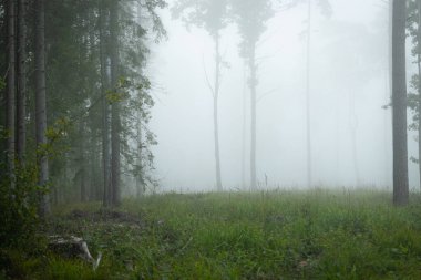 Ormanın ortasında güzel sisli bir açıklık. Letonya, Kuzey Avrupa 'daki doğal orman manzarası.