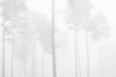 Ormanın ortasında güzel sisli bir açıklık. Letonya, Kuzey Avrupa 'daki doğal orman manzarası.