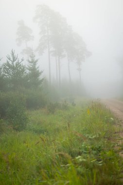 Ormanın ortasında güzel sisli bir açıklık. Letonya, Kuzey Avrupa 'daki doğal orman manzarası.