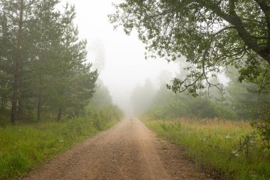 Ormanın ortasında güzel sisli bir açıklık. Letonya, Kuzey Avrupa 'daki doğal orman manzarası.