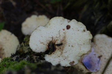 Yaz ormanında ağaç kütüğünde büyüyen beyaz mantarlar. Letonya 'nın doğal ormanlık manzarası.