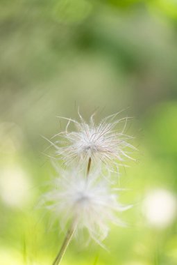 Ormanda yetişen güzel yaz bitkileri. Letonya 'nın doğal ormanlık manzarası.
