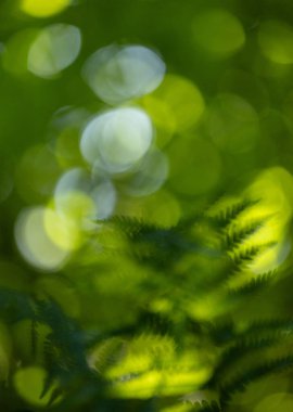 Ormanda yetişen güzel yaz bitkileri. Letonya 'nın doğal ormanlık manzarası.