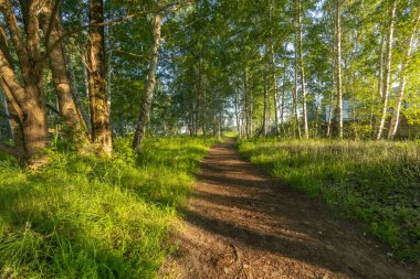 Küçük yolu olan güzel bir yaz ormanı. Letonya kırsalının parlak, renkli manzarası, Kuzey Avrupa.