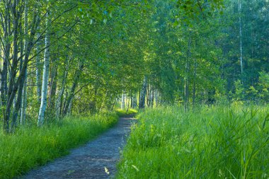 Küçük yolu olan güzel bir yaz ormanı. Letonya kırsalının parlak, renkli manzarası, Kuzey Avrupa.