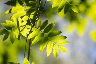 Parlak yeşil yaban mersini ağacı yaz ormanında yapraklanır. Letonya 'nın güneşli ormanlarının doğal manzarası.