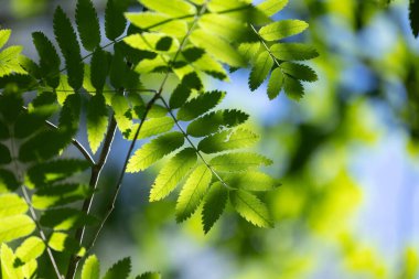 Parlak yeşil yaban mersini ağacı yaz ormanında yapraklanır. Letonya 'nın güneşli ormanlarının doğal manzarası.