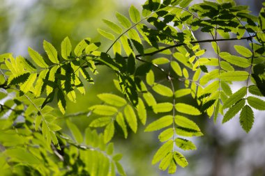 Parlak yeşil yaban mersini ağacı yaz ormanında yapraklanır. Letonya 'nın güneşli ormanlarının doğal manzarası.