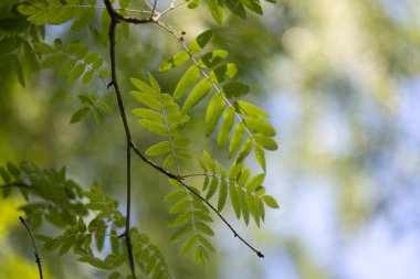 Parlak yeşil yaban mersini ağacı yaz ormanında yapraklanır. Letonya 'nın güneşli ormanlarının doğal manzarası.